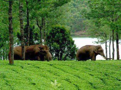 Munnar Tour Packages